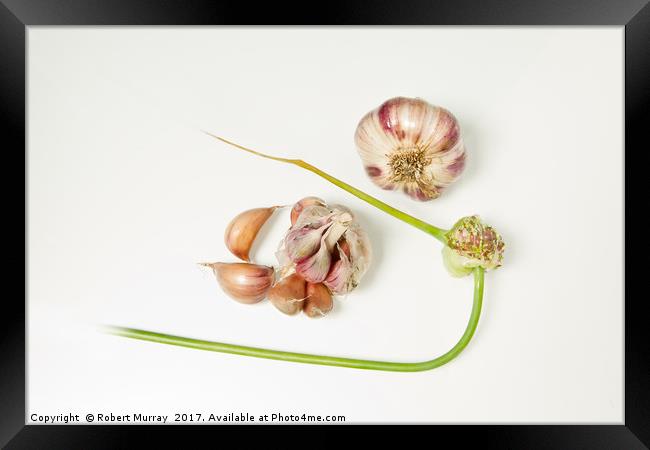 Garlic Framed Print by Robert Murray