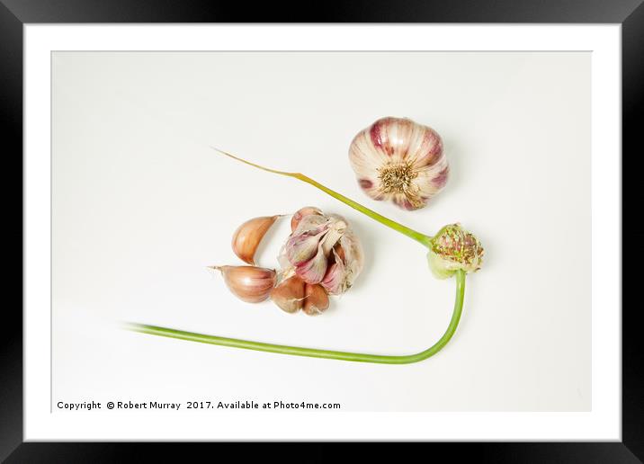 Garlic Framed Mounted Print by Robert Murray