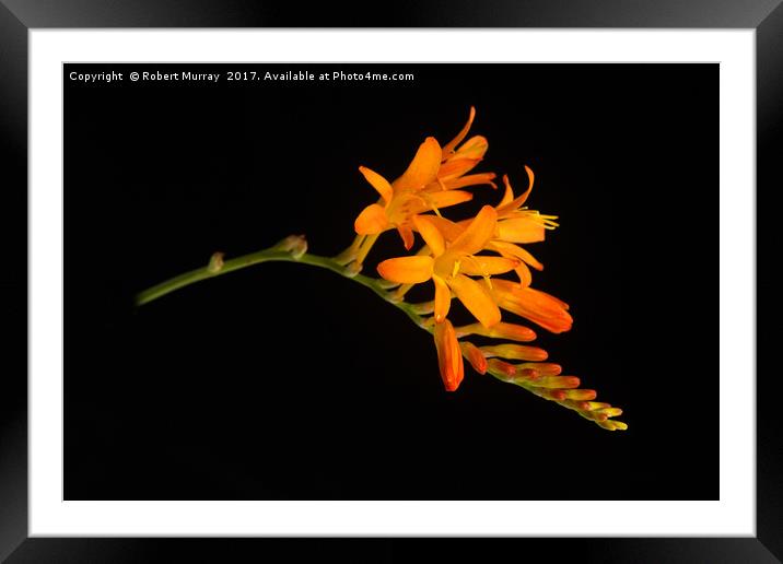 Montbretia Framed Mounted Print by Robert Murray