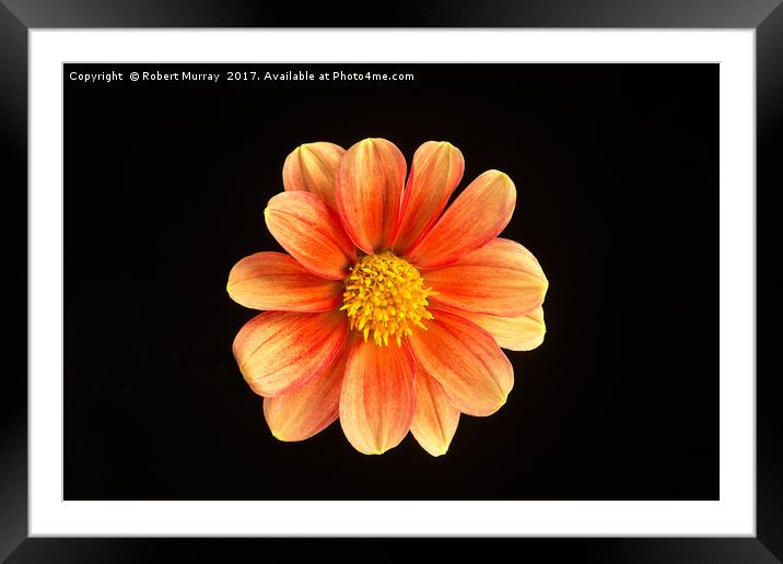 Dahlia on Black 3 Framed Mounted Print by Robert Murray