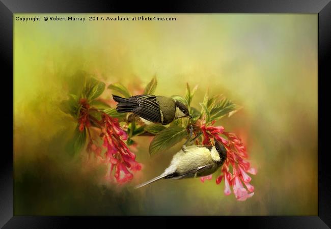 Great Tits on Flowers Framed Print by Robert Murray