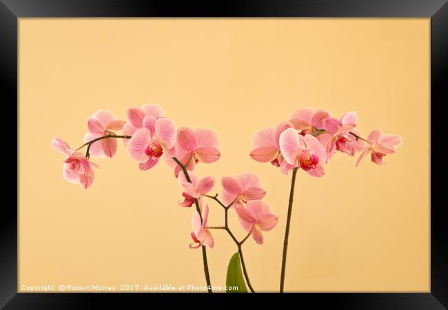 Orchids Framed Print by Robert Murray