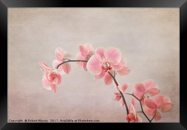 Orchid 2 Framed Print by Robert Murray