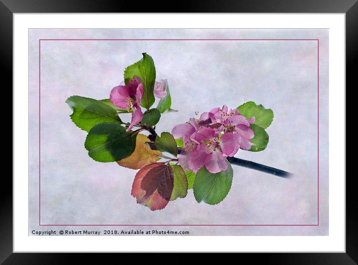 Pink Apple Blossom Springtime Framed Mounted Print by Robert Murray
