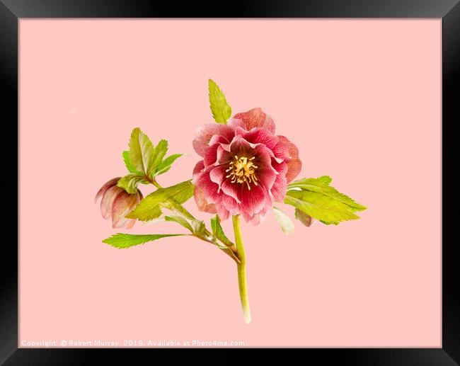 Hellebore on Pink Framed Print by Robert Murray