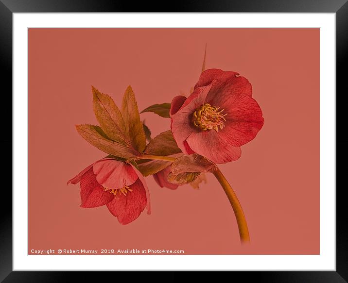 Hellebore on red Framed Mounted Print by Robert Murray