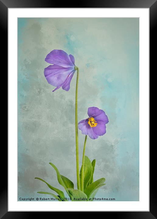 Dwarf Blue Meconopsis Framed Mounted Print by Robert Murray