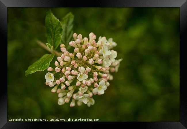 Viburnum Burkwoodii or Burkwood Viburnum Framed Print by Robert Murray