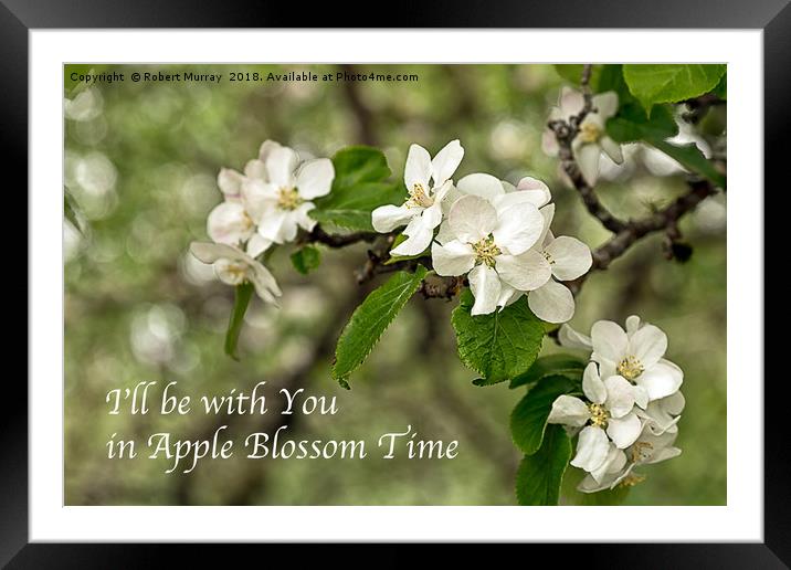 Apple Blossom Time Framed Mounted Print by Robert Murray