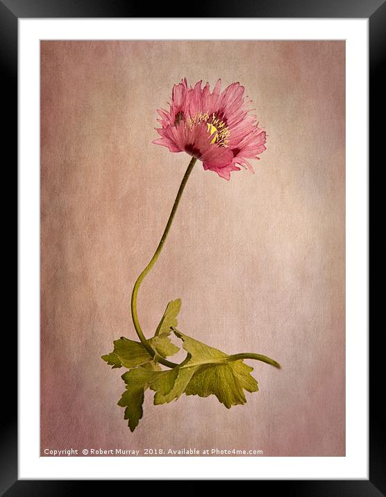 Frilly Poppy Framed Mounted Print by Robert Murray