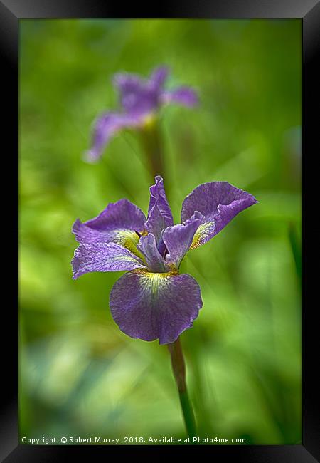 Siberian Iris Framed Print by Robert Murray