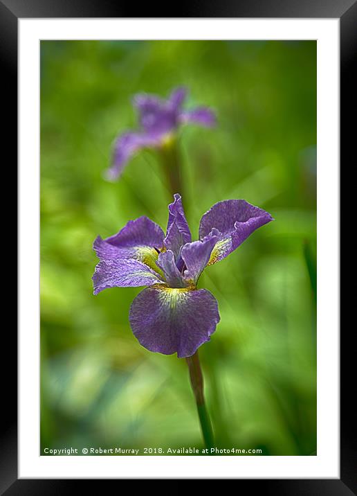 Siberian Iris Framed Mounted Print by Robert Murray