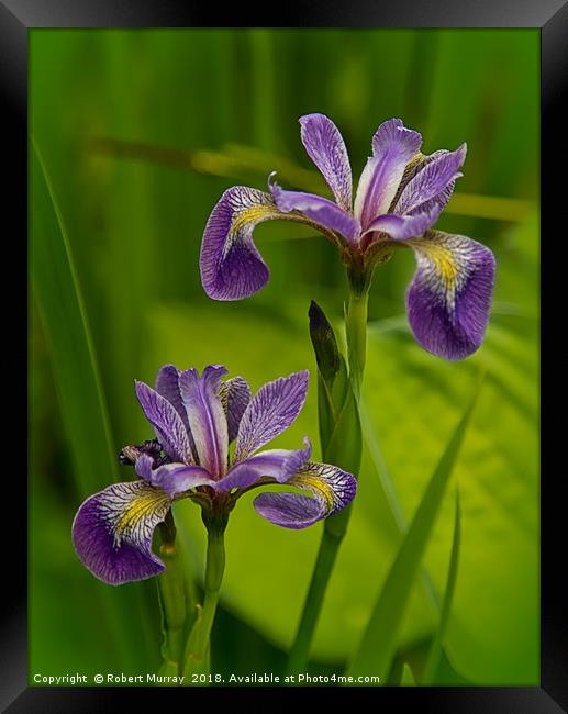 Blue Pond Iris Framed Print by Robert Murray