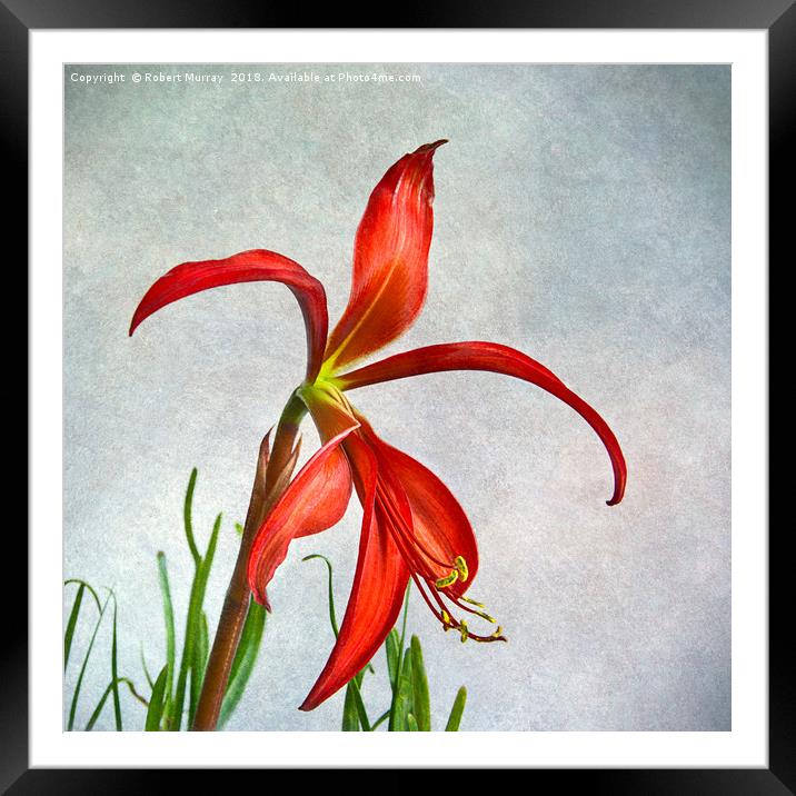 Jacobean Lily Framed Mounted Print by Robert Murray