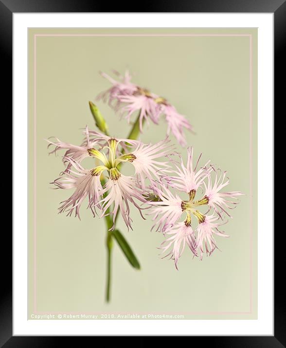 Frilly Dianthus Framed Mounted Print by Robert Murray