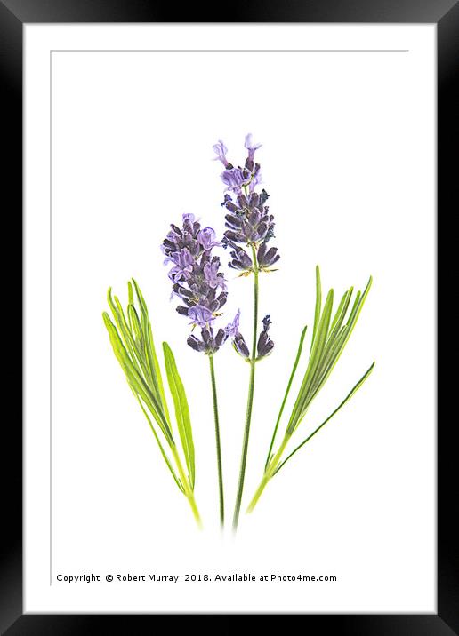 Lavender 2 Framed Mounted Print by Robert Murray