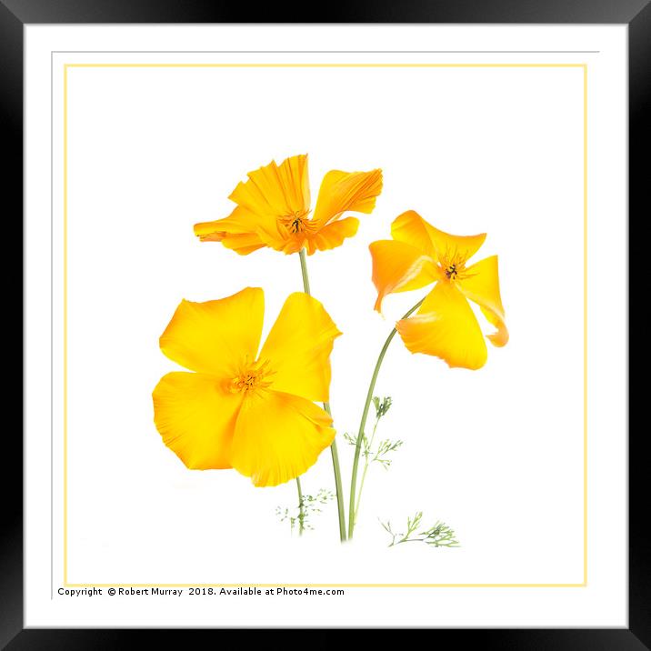 California poppies 2 Framed Mounted Print by Robert Murray