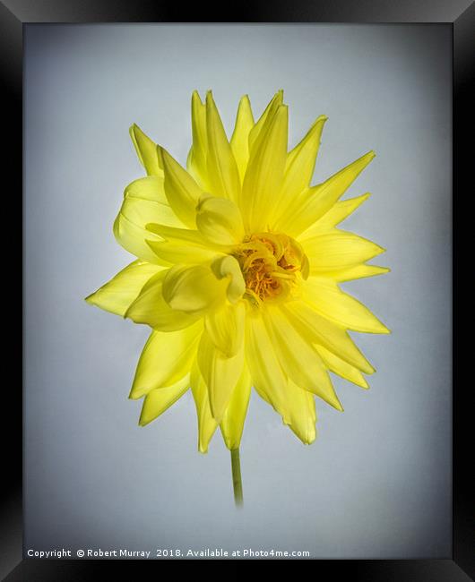 Yellow Dahlia Framed Print by Robert Murray