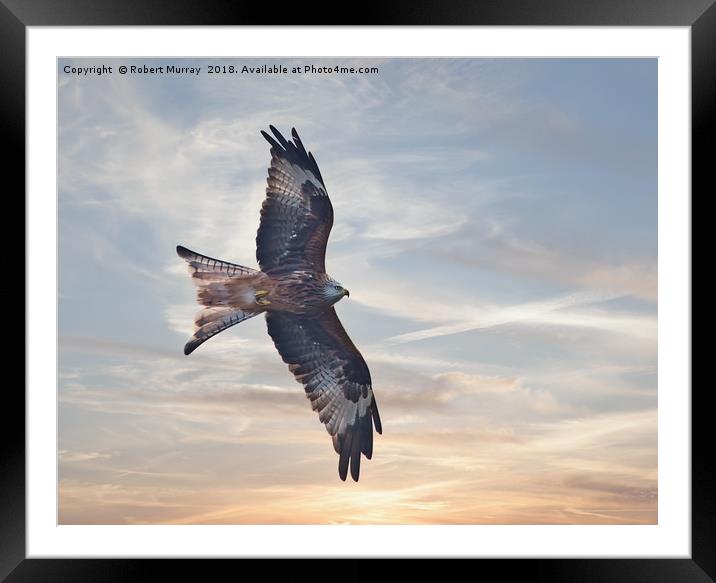 Red Kite Framed Mounted Print by Robert Murray