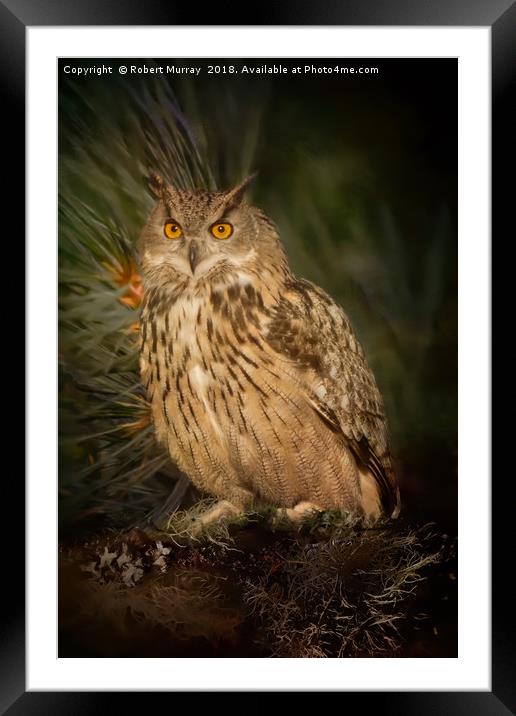 Eagle Owl Framed Mounted Print by Robert Murray