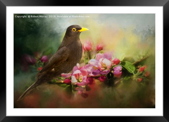 Blackbird with Apple Blossom Framed Mounted Print by Robert Murray