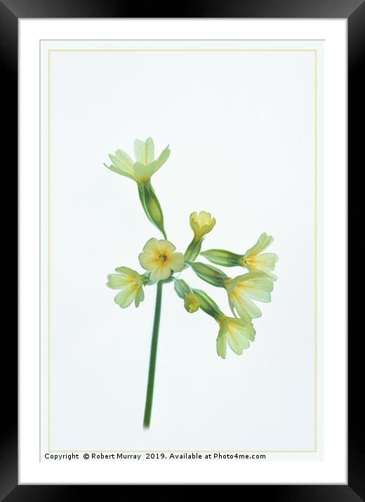 Cowslip Framed Mounted Print by Robert Murray