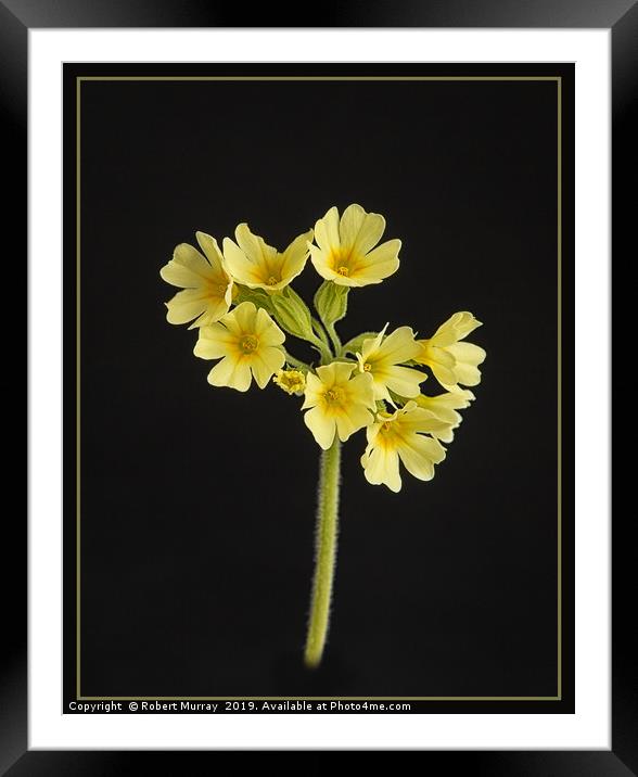Cowslip Framed Mounted Print by Robert Murray