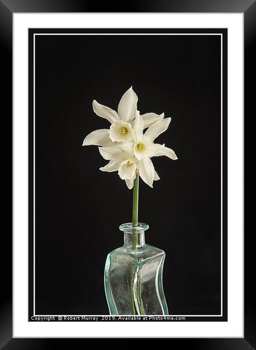 White Narcissus on Black Background Framed Mounted Print by Robert Murray