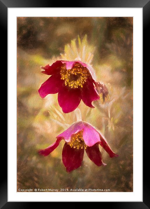 Pasque Flowers Framed Mounted Print by Robert Murray