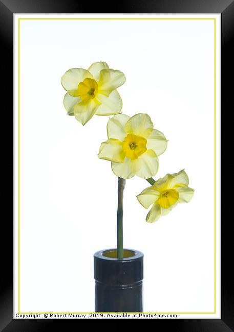  Miniature Daffodil Framed Print by Robert Murray