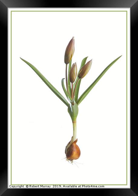 Species Tulip, botanical portrait Framed Print by Robert Murray