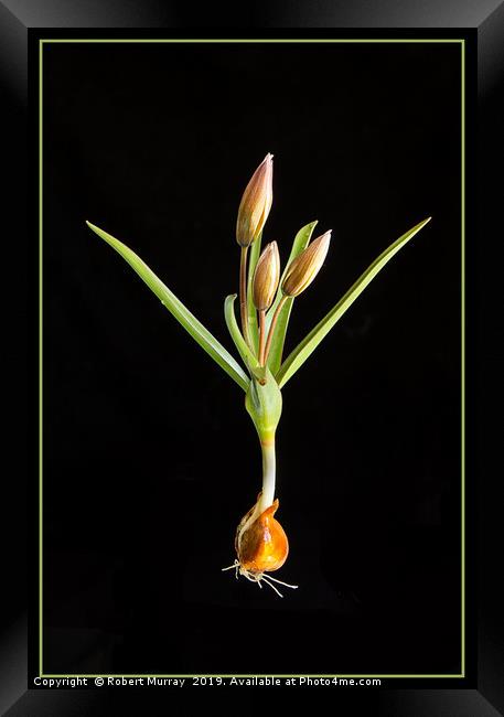 Species Tulip on Black Framed Print by Robert Murray