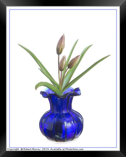 Tulip in an old blue vase Framed Print by Robert Murray