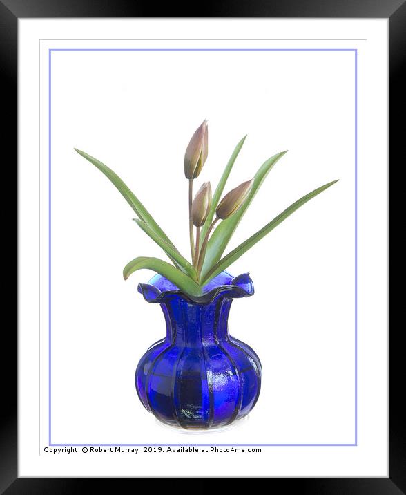 Tulip in an old blue vase Framed Mounted Print by Robert Murray