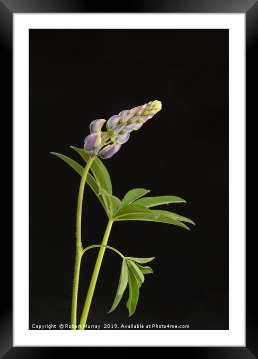 Growing lupin against black background Framed Mounted Print by Robert Murray