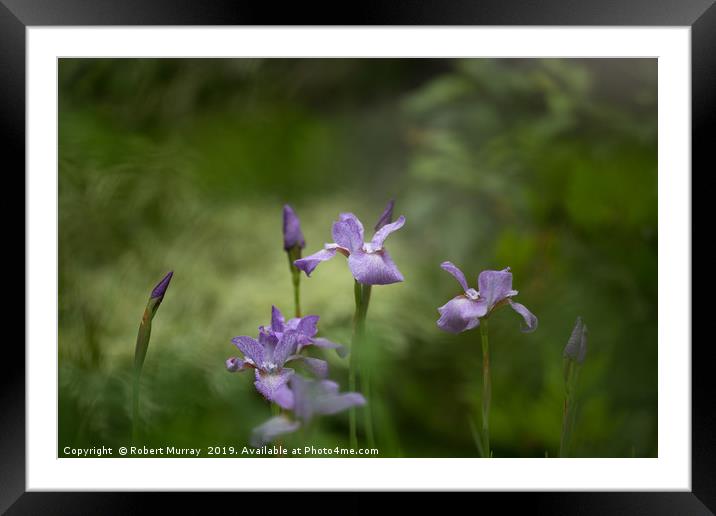 Siberian Iris Framed Mounted Print by Robert Murray