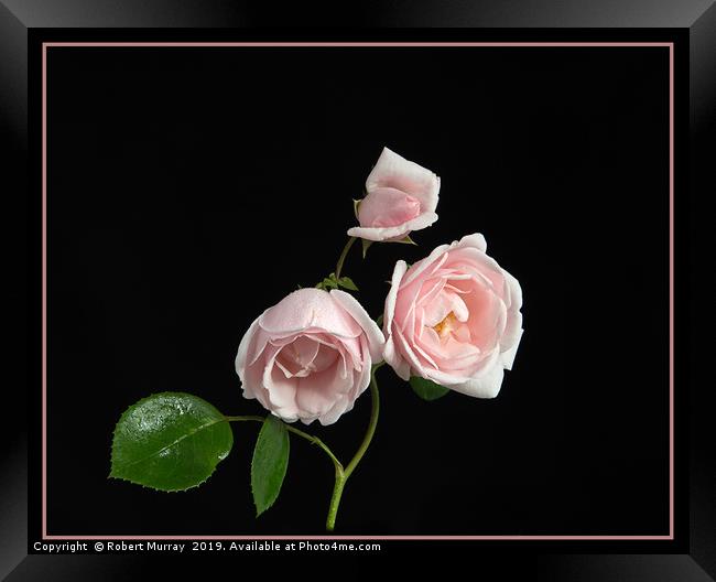 Pink Rose "New Dawn" Framed Print by Robert Murray