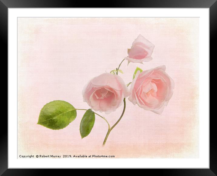 Pink Rose Framed Mounted Print by Robert Murray