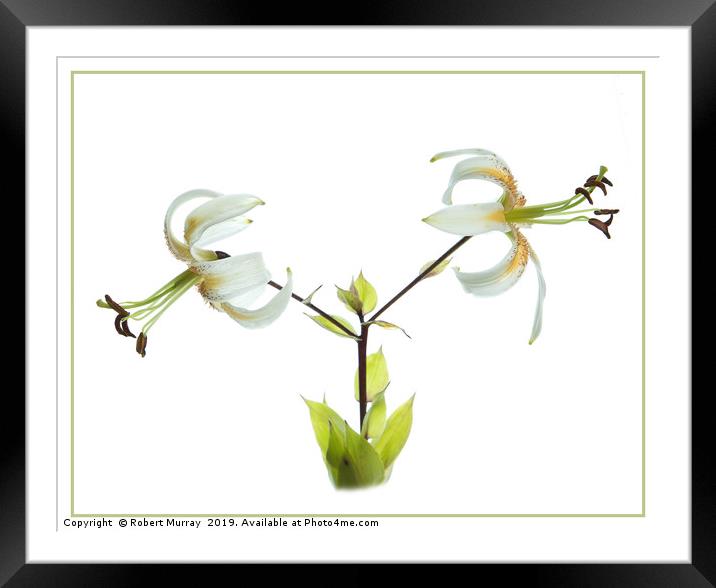Lilium Lady Alice Framed Mounted Print by Robert Murray