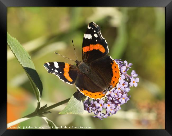Vibrant Red Admiral Butterfly Framed Print by Robert Murray