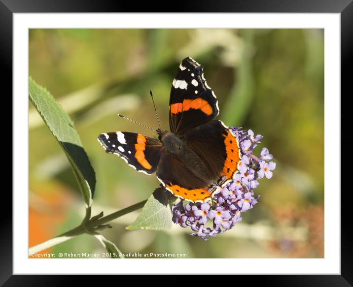 Vibrant Red Admiral Butterfly Framed Mounted Print by Robert Murray