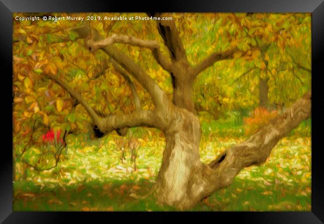Gnarled Tree in Autumn Framed Print by Robert Murray