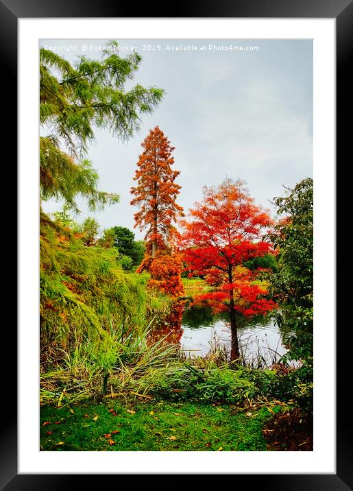  Reds and Greens of Autumn Framed Mounted Print by Robert Murray