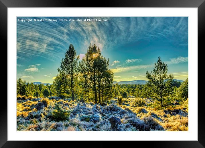 Winter sunshine on a frosty Abernethy forest Framed Mounted Print by Robert Murray