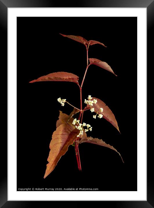 Persicaria leaves and flowers Framed Mounted Print by Robert Murray