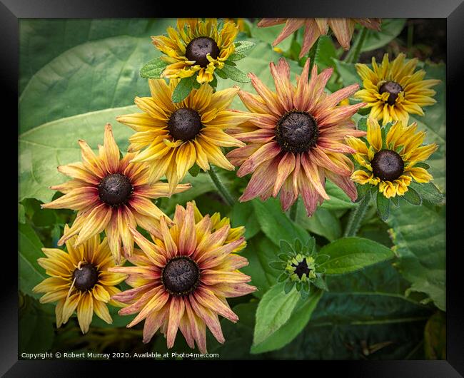 Gaillardias Framed Print by Robert Murray