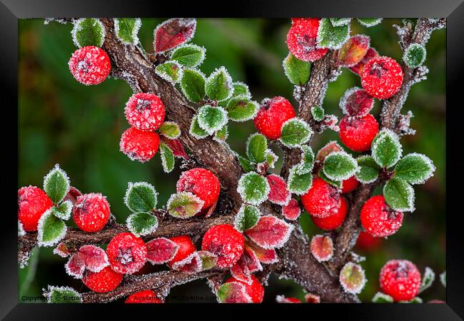 Frosted berries Framed Print by Robert Murray