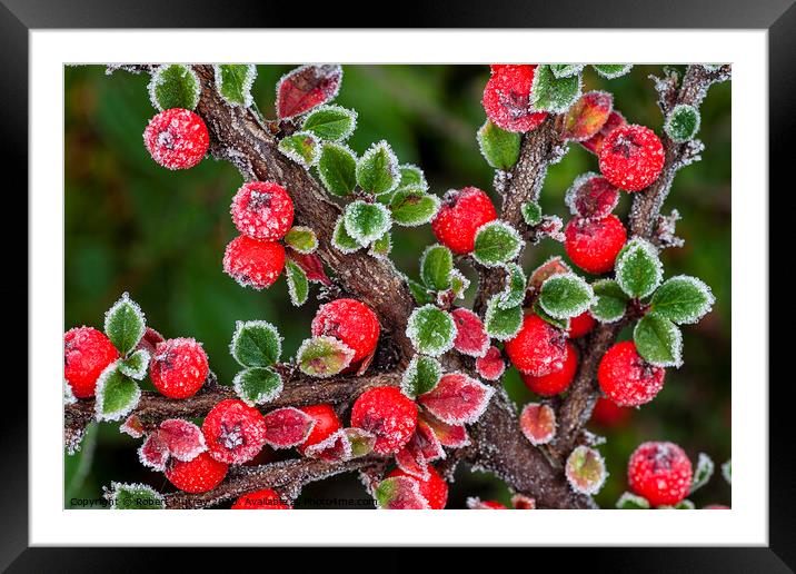 Frosted berries Framed Mounted Print by Robert Murray