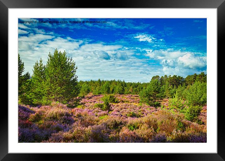 Purple heather in the Abernethy Forest, Nethy Brid Framed Mounted Print by Robert Murray