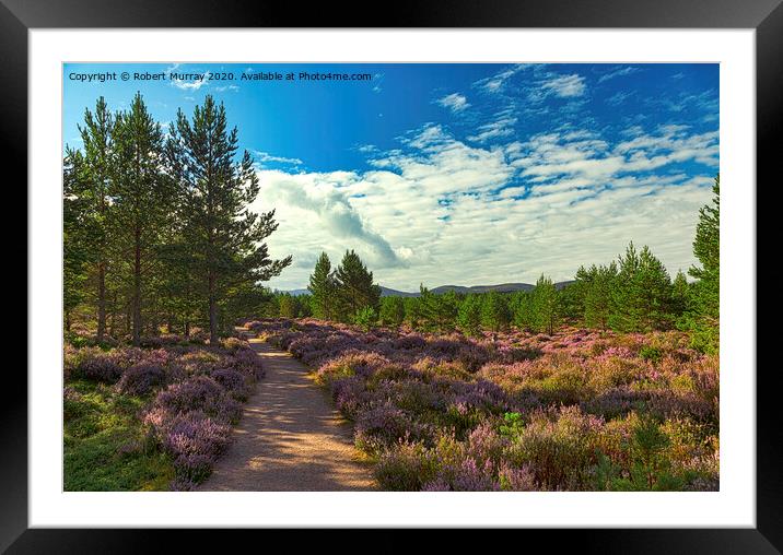 Heather lined Abernethy Forest path. Framed Mounted Print by Robert Murray